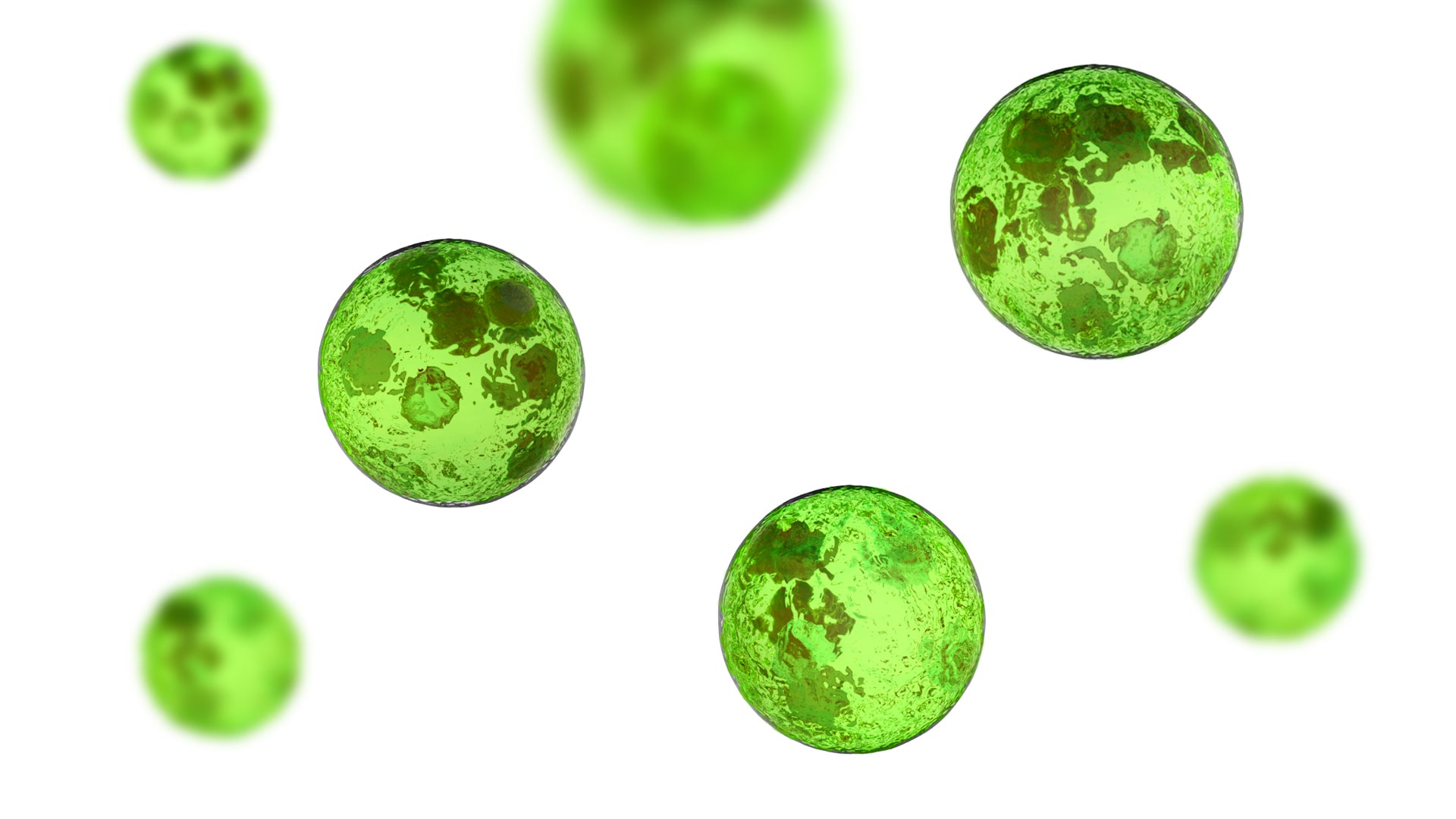 Chlorella vulgaris